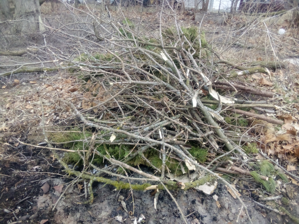 Brush Pile