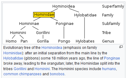 Hominoidea Tree
